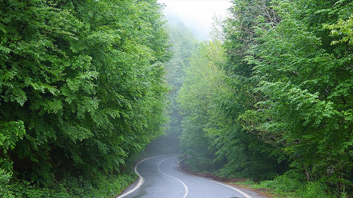 Çam Dağı'nda Havaların Isınmasıyla Doğa Canlandı