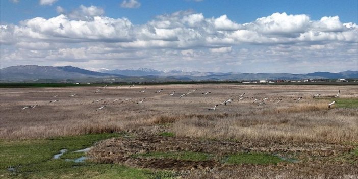 Muş Ovası'nda 10 Yıl Sonra Telli Turnalar Görüntülendi