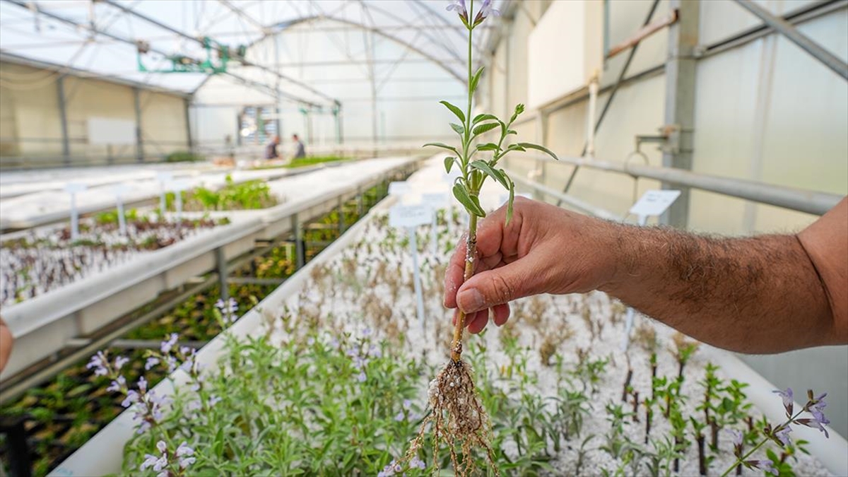 Diyarbakır'da Yılda 3 Milyon Fidan Yetiştiriliyor