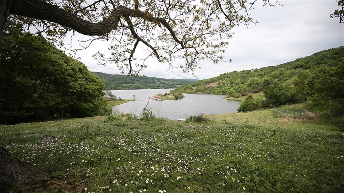 Manyas Barajı'nda Baharda Su Seviyesi Yükselince Ada Oluşuyor