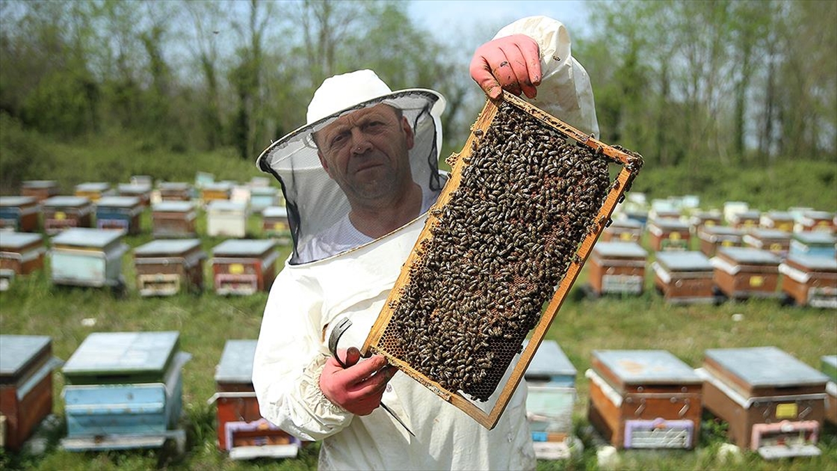 Ordulu Gezgin Arıcılar Başka İllerdeki Yaylalara Göçe Hazırlanıyor