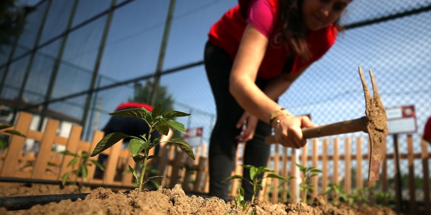 'Ata Tohumu'nda Tanıtım Zamanı