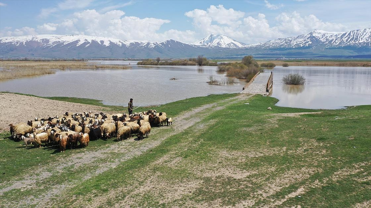 Artan Yağışlar Van Gölü Havzası'ndaki Yaban Hayatı Ve Kuş Popülasyonunu Canlandıracak