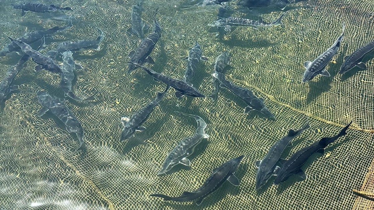 Su Ürünleri İhracatında Hedef 2 Milyar Doları Geçmek