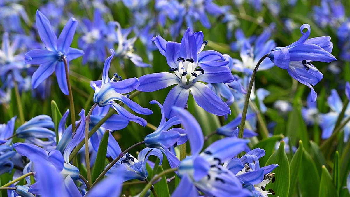 Barma Yaylası Mavi Yıldızlarla Süslendi