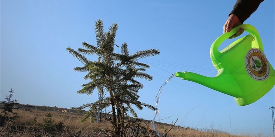 'Rekor' Etkinliğinde 1 Milyon Kişiyle 11 Milyon Fidan Dikilecek