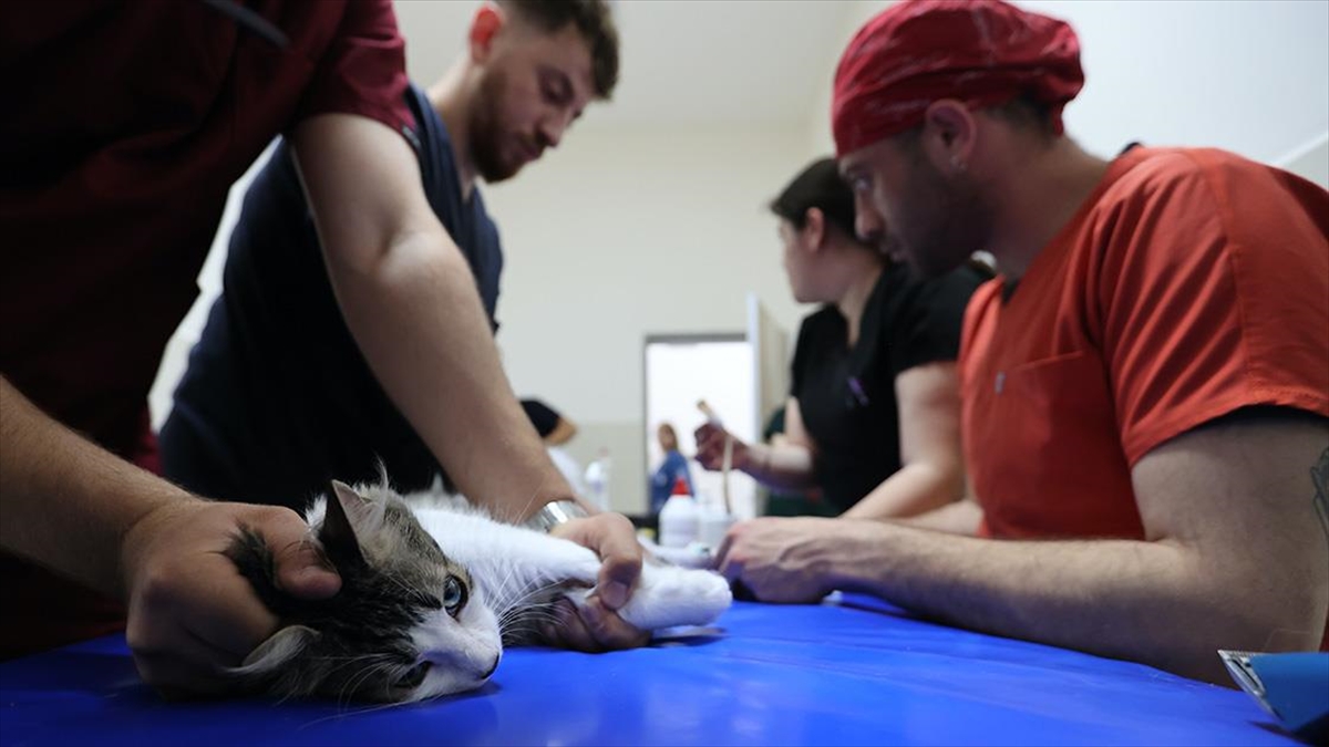 Yaban Hayvanı Uzmanı Veterinerler Tedavinin Her Aşamasında Hayvanlarla İlgileniyor