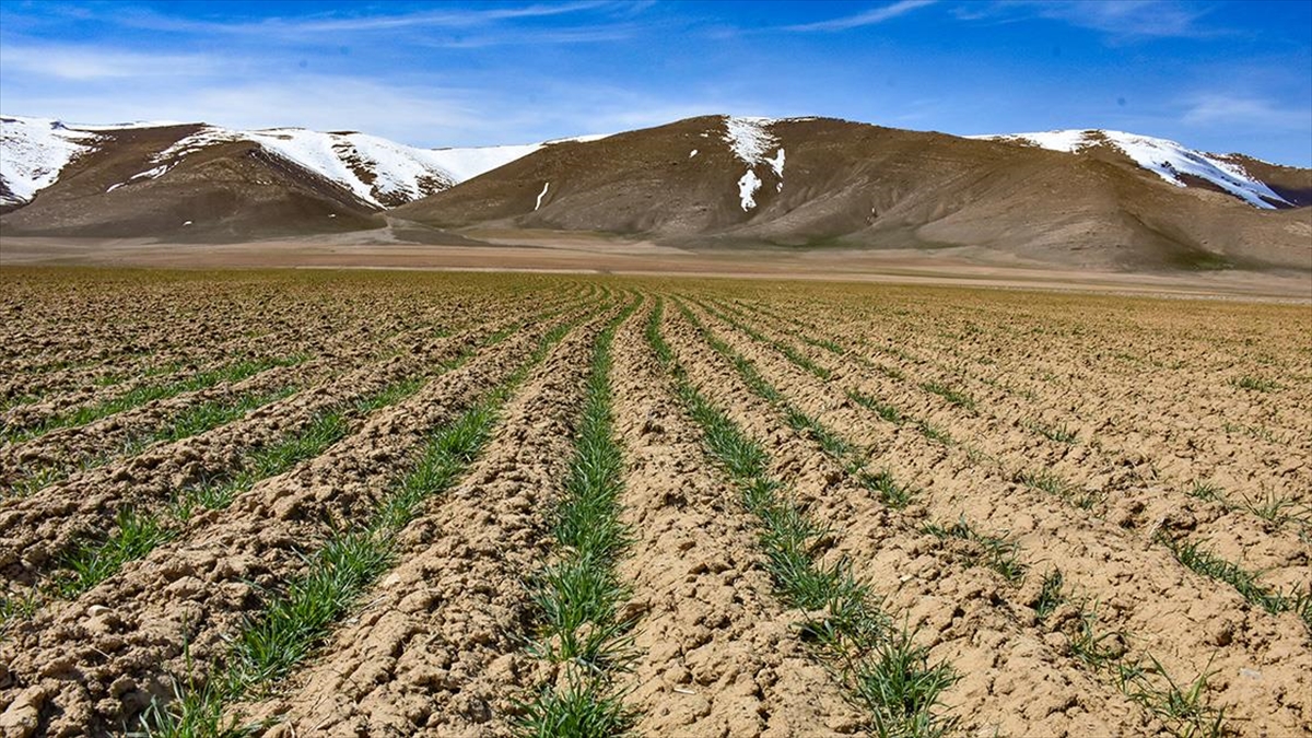 Van'daki Yağışlar Yem Bitkisi Üreticilerini Ve Besicileri Sevindirdi