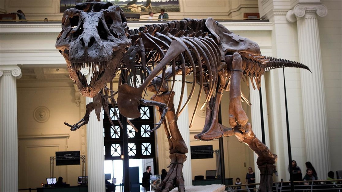 Araştırma: T-rex Türü Dinozorlar Sanıldığı Gibi Zeki Değil