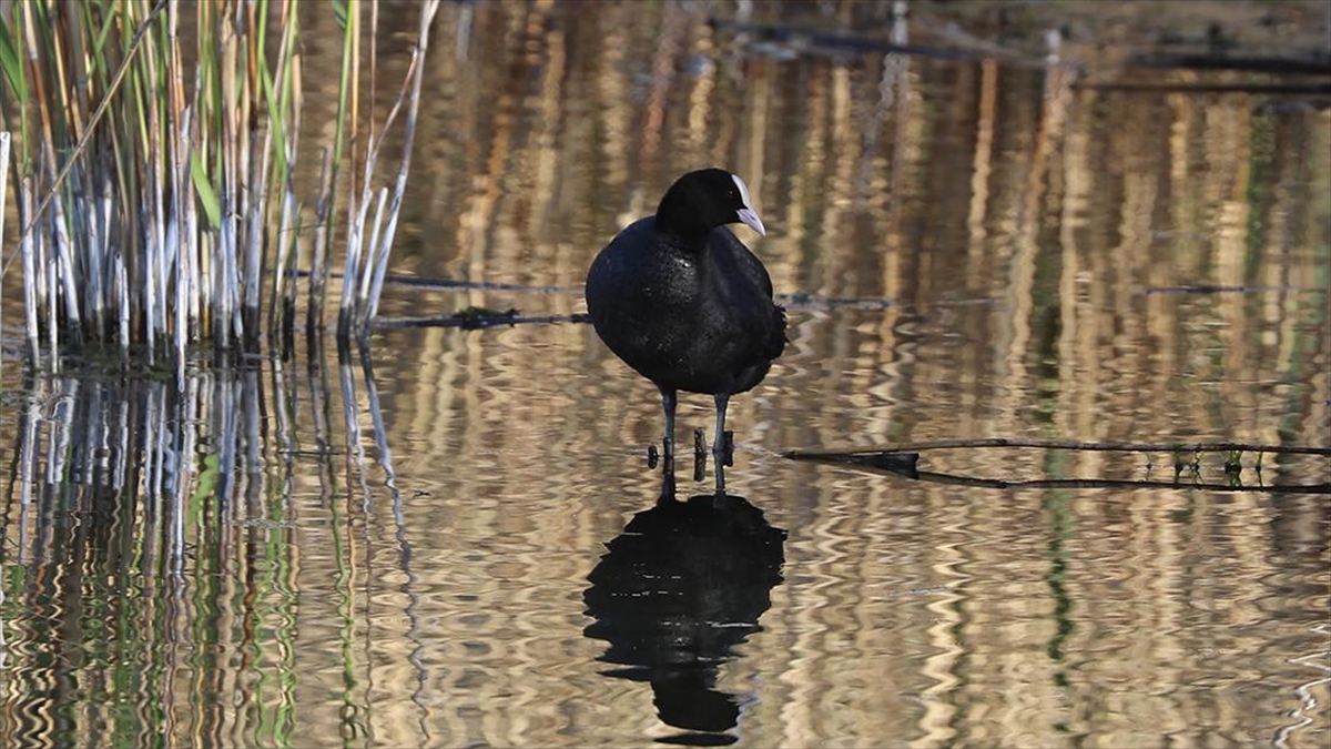 Ağrı Dağı'ndaki Sulak Alan Afrika'dan Gelip Mola Veren Kuşlarla Hareketlendi
