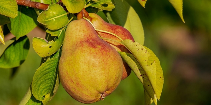 'İştah Kontrolü Sağlayan Armut Zayıflamaya Yardımcı Oluyor'