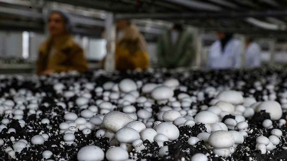 Tarımsal Üretimde Kullandırılacak Kredilere İlişkin Esaslar Belirlendi