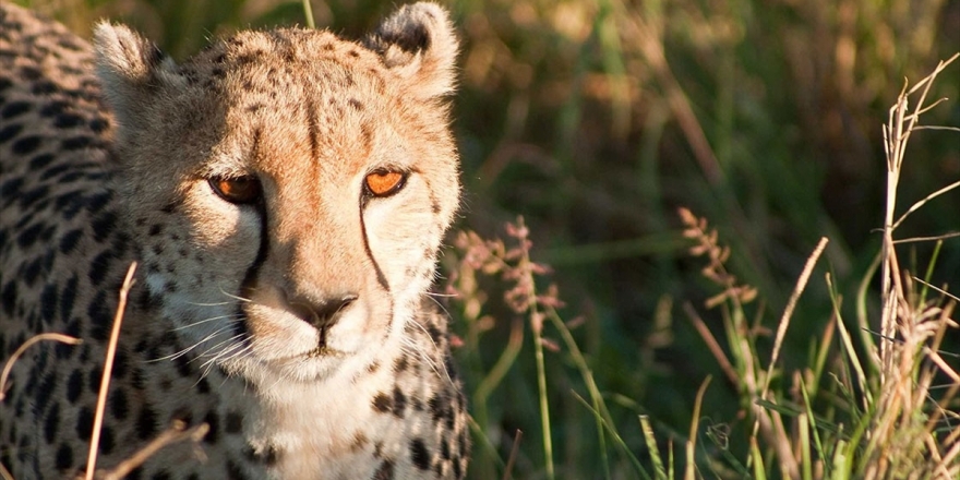 Çitaların Evcilleştirilmesi Nesillerini Tüketiyor