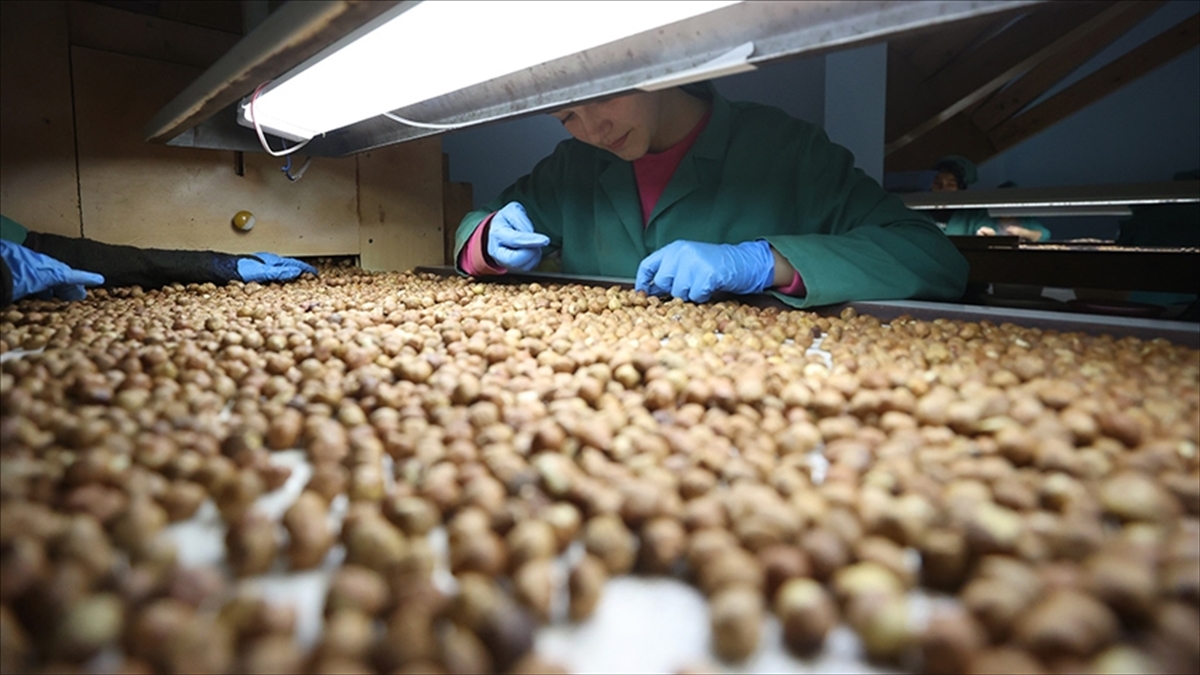 Türkiye'nin 8 Aylık Fındık İhracatı 1,6 Milyar Dolara Yaklaştı