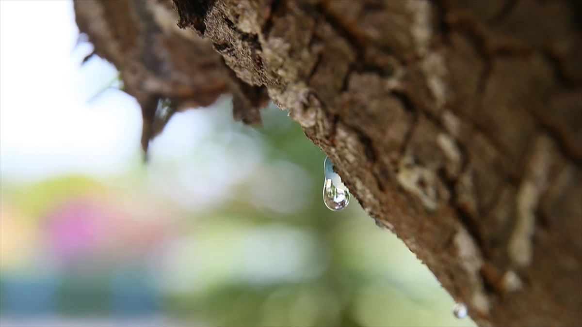"Çeşme Damla Sakızı" Coğrafi İşaretle Tescillendi