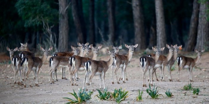 Alageyikler Nesillerinin Devamı İçin Başka Yaşam Alanlarına Naklediliyor