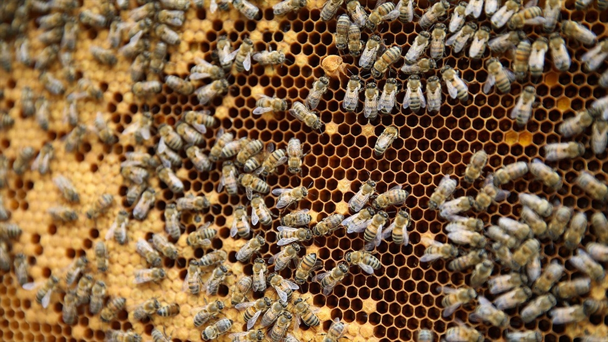 Türkiye Arıcılık Haritası Güncellendi