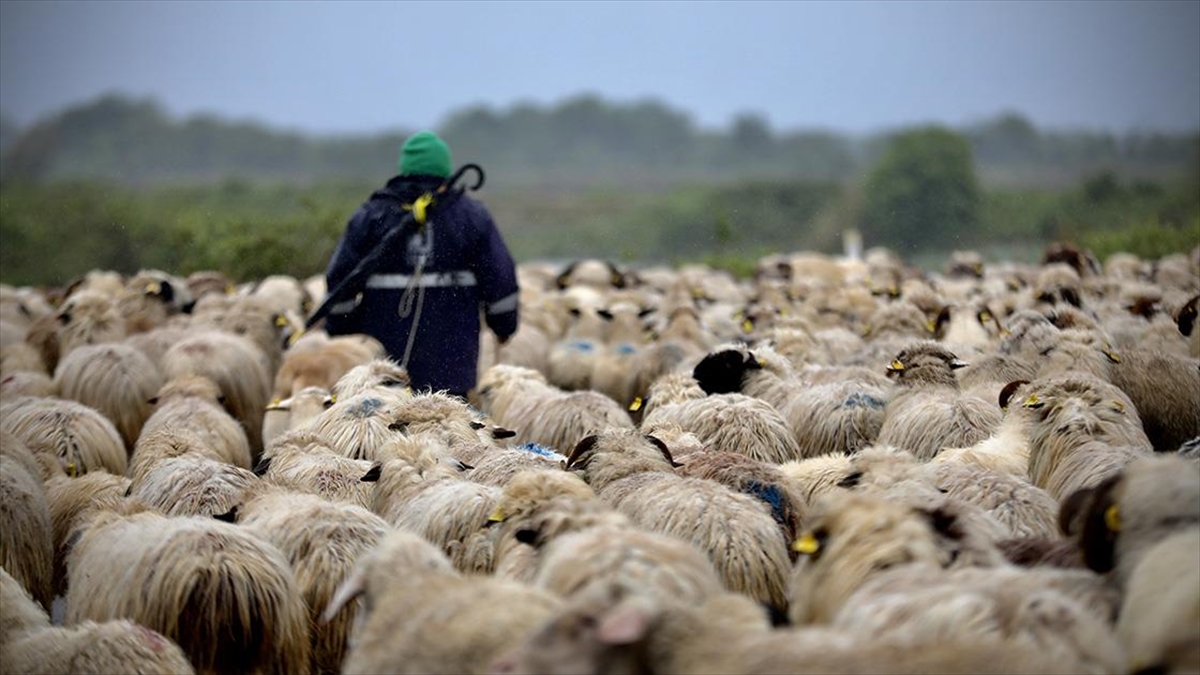 Kışı Kızılırmak Deltası'nda Geçiren Besicilerin Göç Yolculuğu Başladı