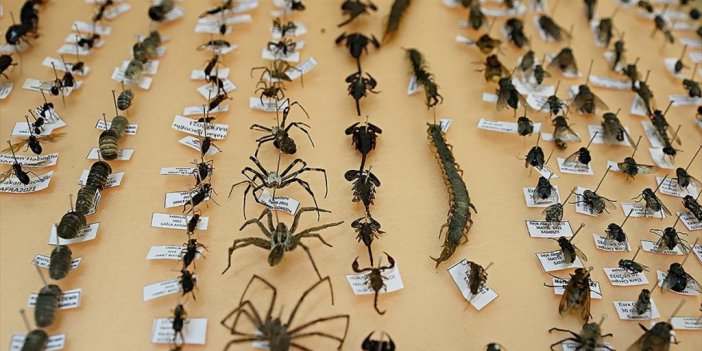 Yapay Zeka İle Tarımdaki Zararlı Popülasyonu Önceden Tespit Edilecek