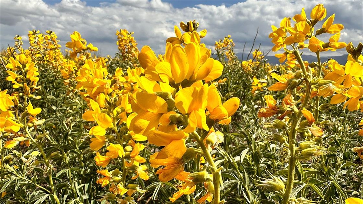 Koparılmasının Cezası 387 Bin Lira Olan "Eber Sarısı" Drone İle Korunuyor