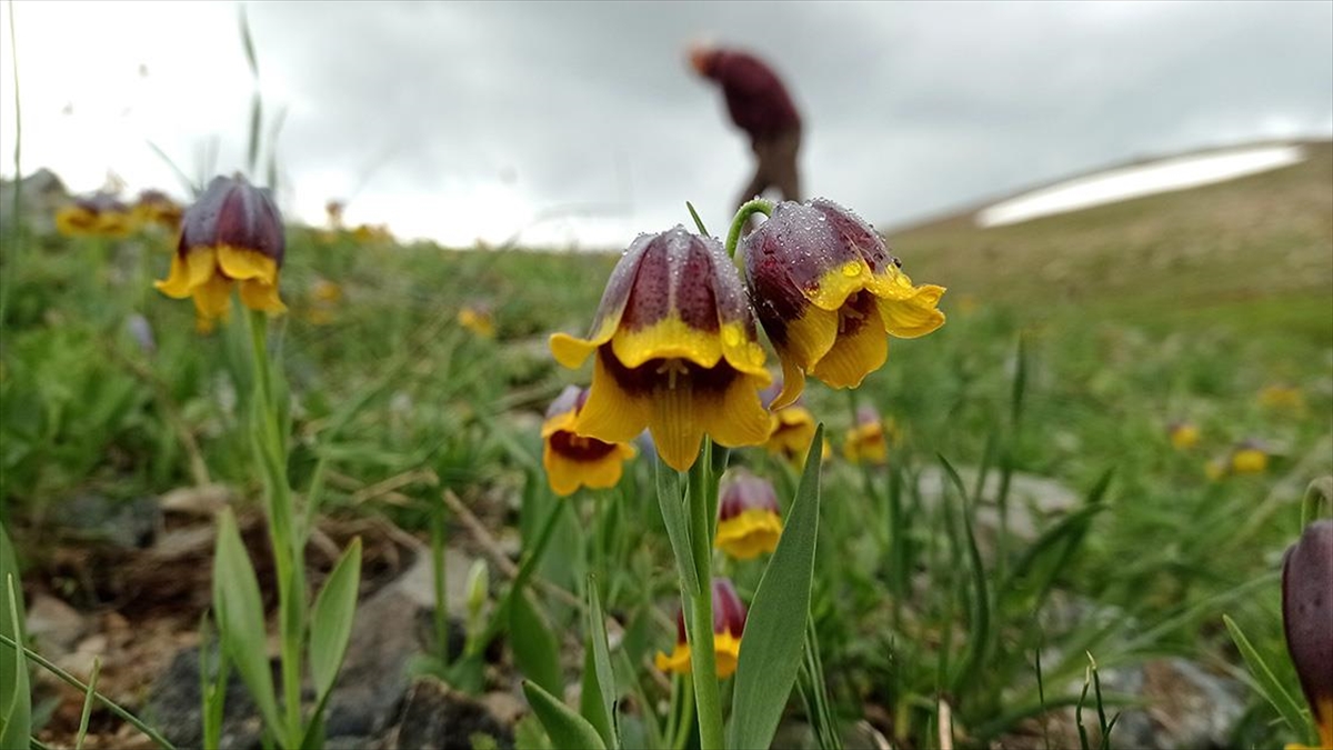 Karayazı'ya Özgü Ters Laleyi 2 Bin Rakımda Fotoğrafladılar