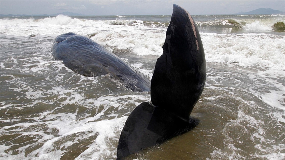 İspermeçet Balinalarının İletişimlerinin Düşünülenden Daha Detaylı Olduğu Belirlendi