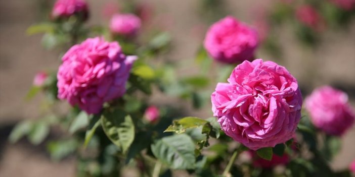 Osmanlı'nın "gül Bahçesi" Edirne'de Yine Her Yerde Güller Açacak