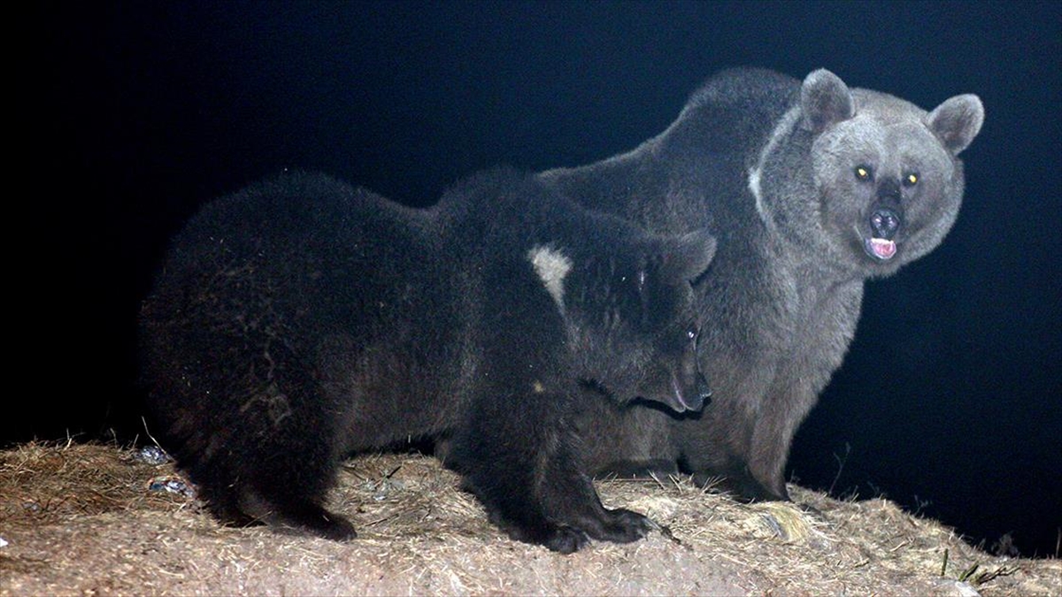 "kış Uykusundan Uyanan Bozayılardan Uzak Durun" Uyarısı