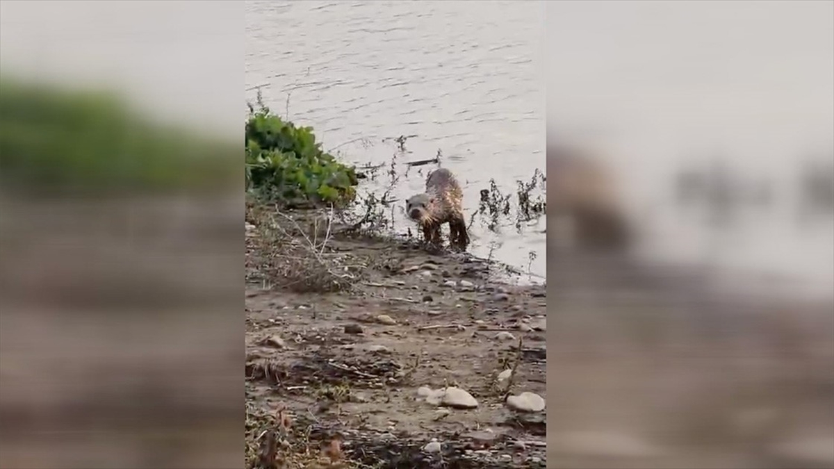 Siirt'te Su Samuru Görüntülendi