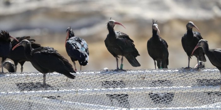 Kuş Türlerinin Geleceği Halkalama Çalışmalarıyla Güvence Altında