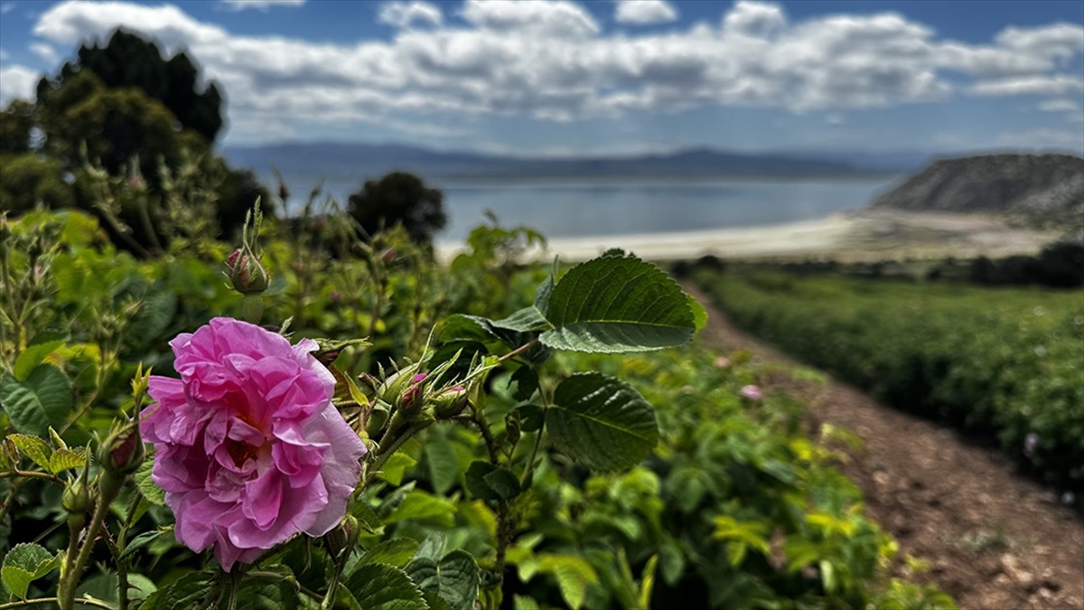 Kuruma Tehdidi Altındaki Burdur Gölü Çevresinde Su Verimliliği İçin Gül Yetiştiriliyor