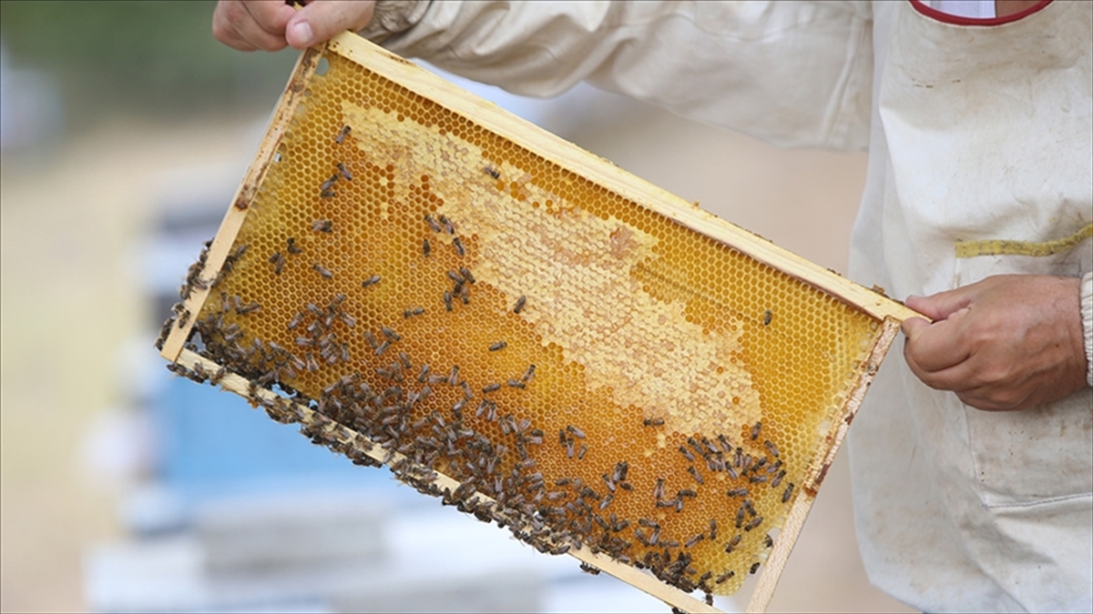 Türk Balı 4 Ayda Yaklaşık 11,5 Milyon Dolar Kazandırdı