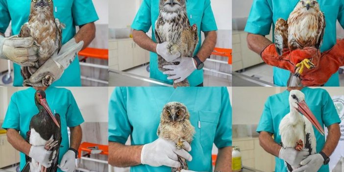 Diyarbakır'daki Merkez Ampute Edilen Kuşlara Yuva Oldu