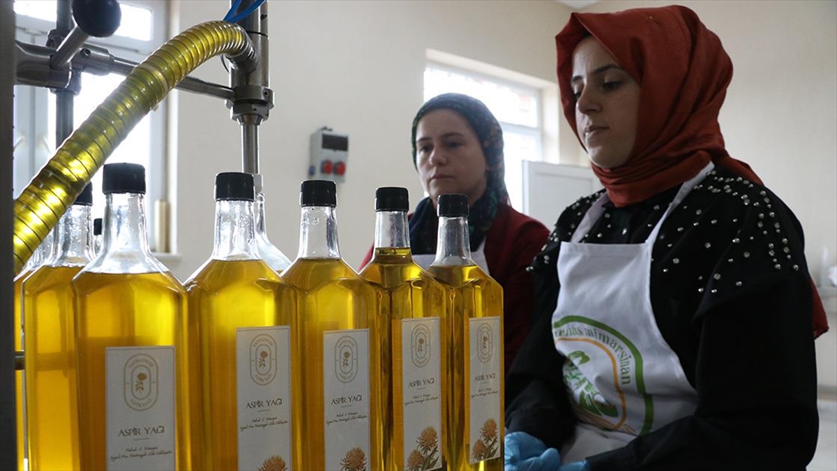 Ağırnaslı Kadınlar Aspir Tohumunu Katma Değerli Ürüne Dönüştürüyor