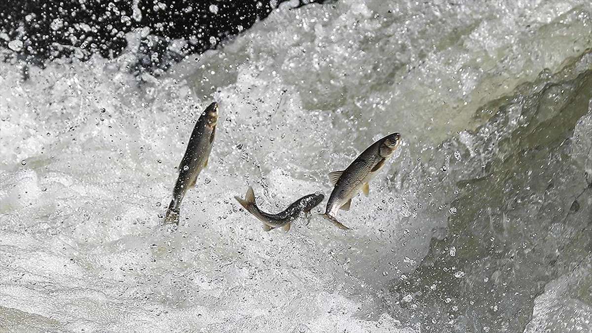 İnci Kefallerinin Van Gölü'nden Tatlı Sulara Göçü Sürüyor