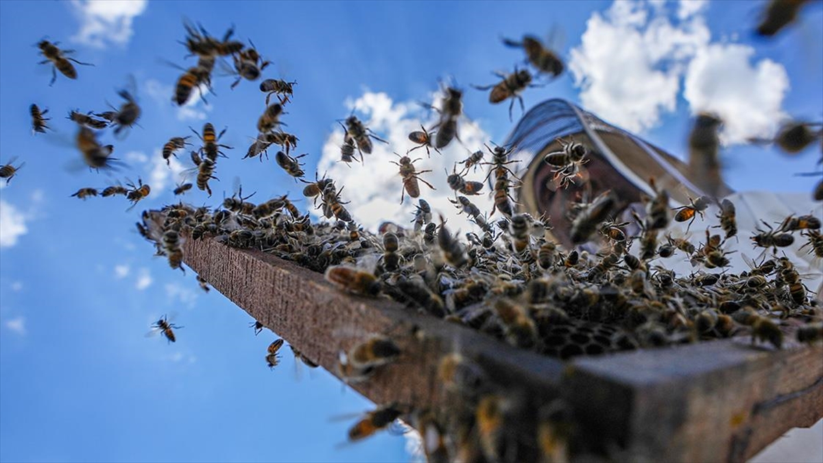 İlkbahar Yağmurlarıyla Diyarbakır'daki Arıcılar Yaylaya Bir Ay Daha Geç Çıkacak