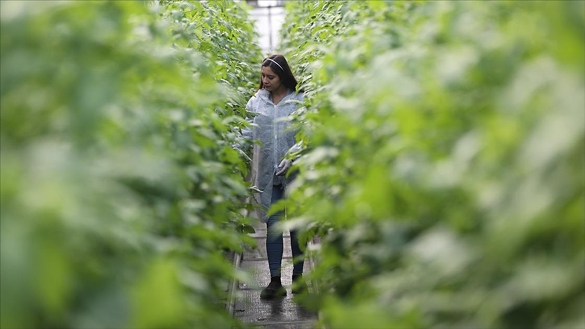Kayıtlı Genç Kadın Çiftçi Sayısı 10 Yılda 4,5 Katına Çıktı