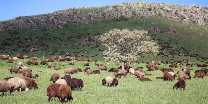 Baharın Geldiği Ağrı'nın Cumaçay Yaylası'nda Koyun Ve Kuzu Sesleri Yankılanıyor