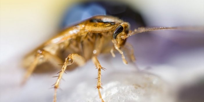 Hamam böceklerinin bilinmeyen sırrı!