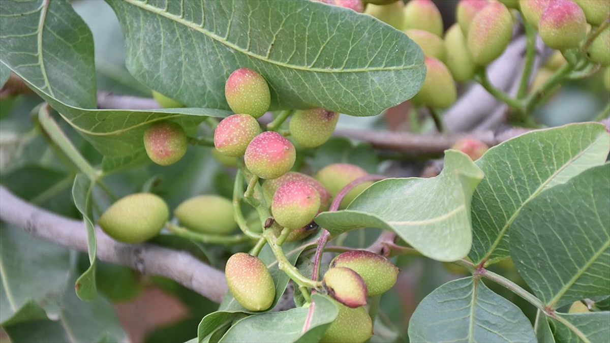 Antep Fıstığında Yüksek Rekolte Beklentisi