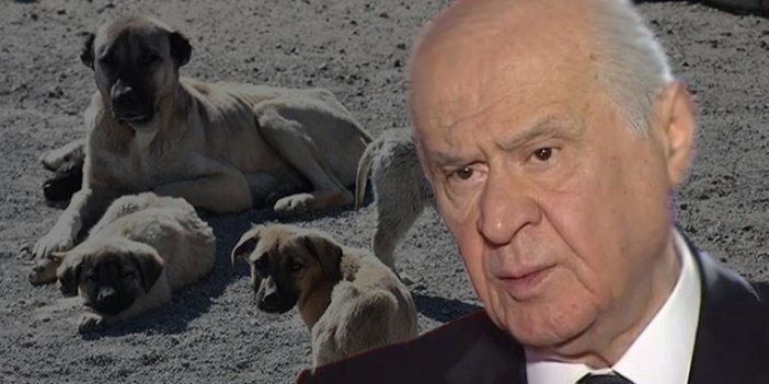 Bahçeli'den 'sokak hayvanları' açıklaması