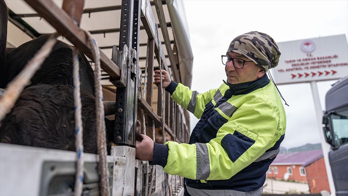 Doğu Anadolu'dan Batı İllerine Gönderilen Kurbanlıklar Erzurum'daki İstasyonda Kontrol Ediliyor