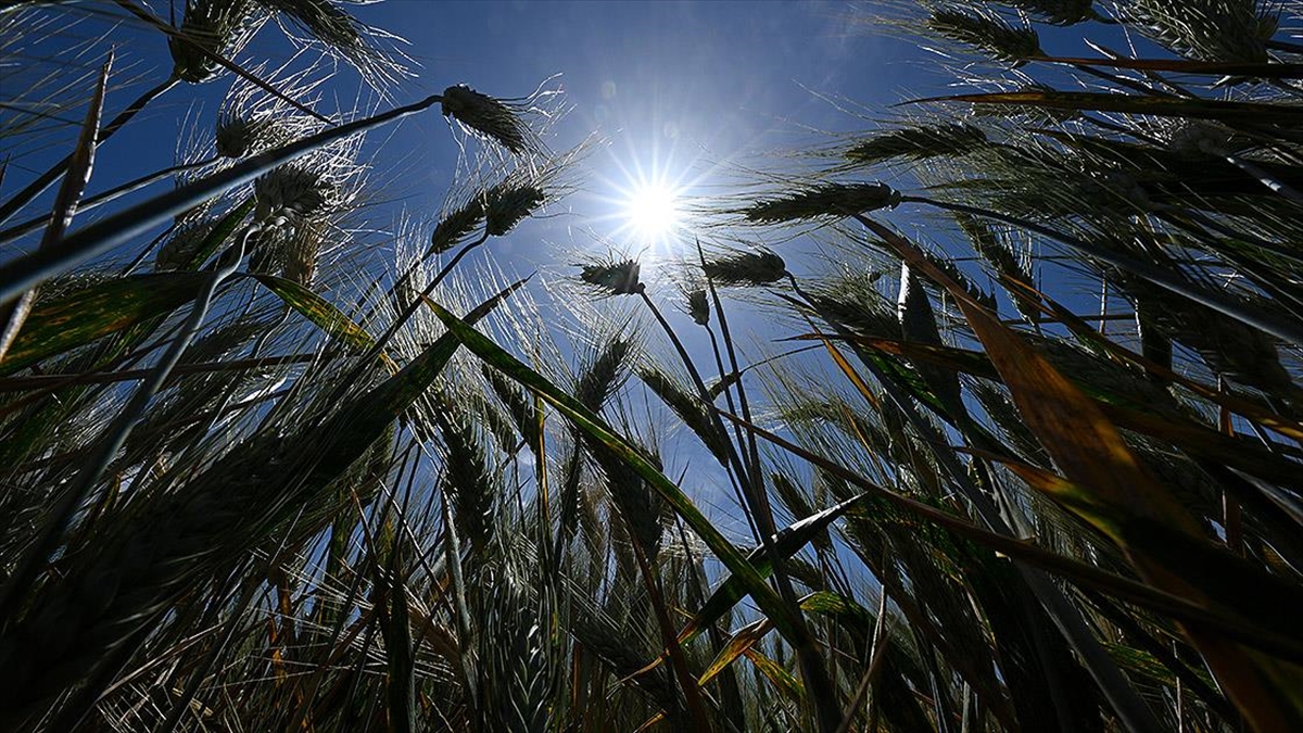 Gaziantep'in Coğrafi İşaretli Lezzeti Firiğin Zahmetli Yolculuğu Başladı