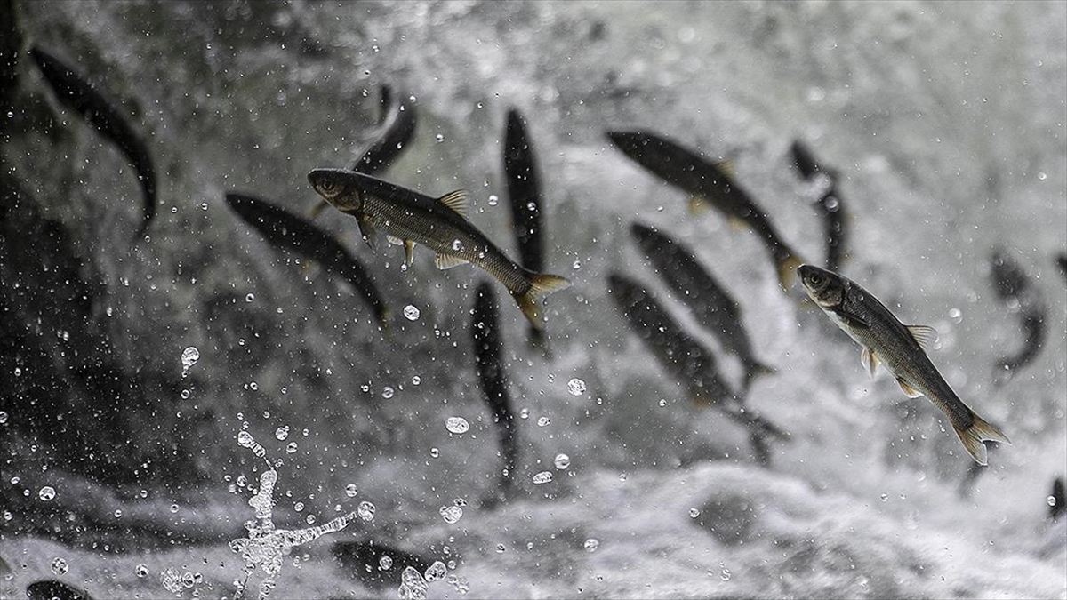 Van'da İnci Kefallerinin Göçü Festivalle Tanıtılacak