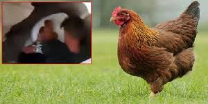 Tavuğa tecavüz eden sapık hakkında yeni gelişme
