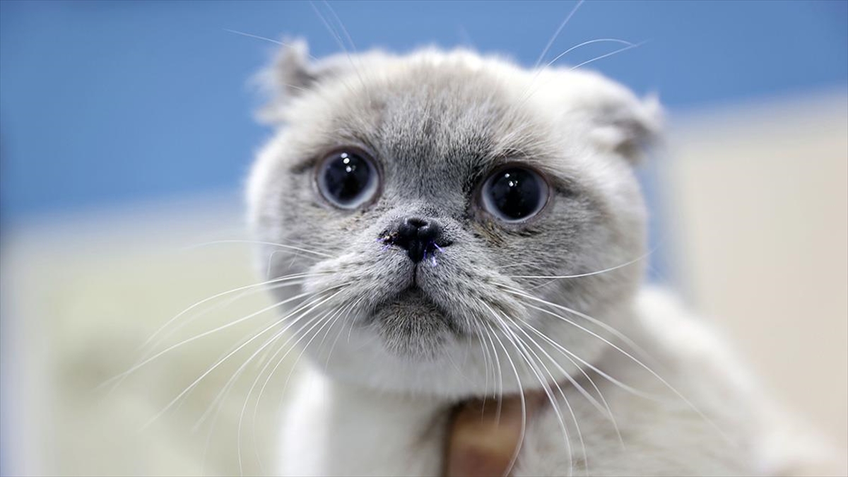 Kedi "yulaf" Burun Ameliyatıyla Daha Rahat Nefes Alıyor