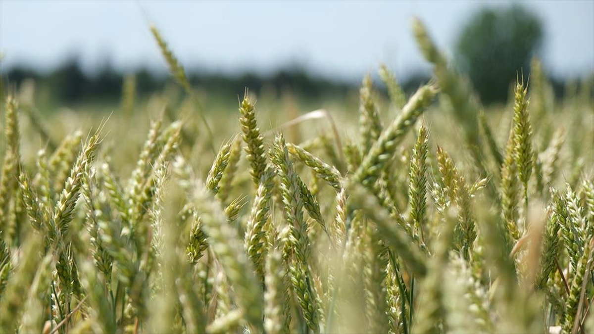 Trakya'da Buğdayın Gelişimi Hasadın Bereketli Geçeceğine İşaret