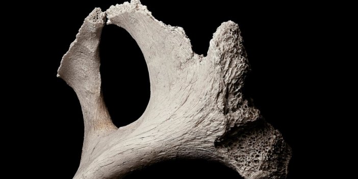 Fransa'da 2 Bin Yıllık At Fosilleri İçeren Mezarlar Bulundu