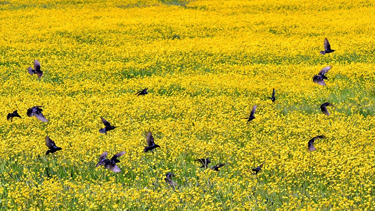 Kars'ta Yağmurların Ardından Doğa Çiçeklerle Renklendi
