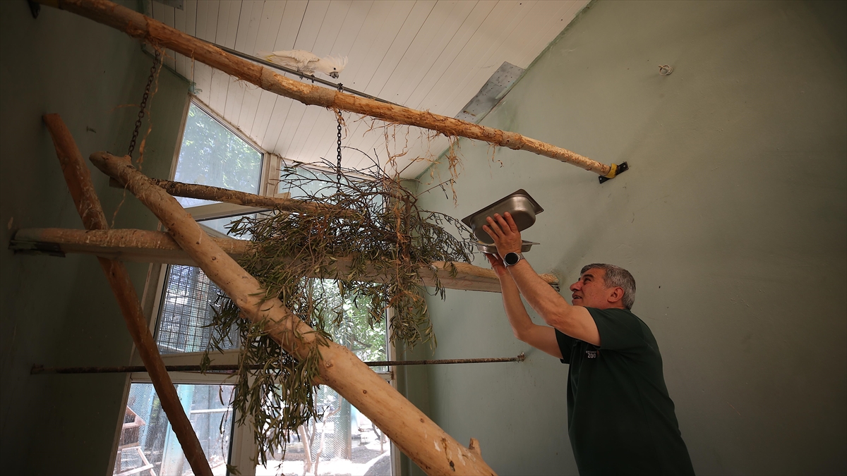 80 Yaşındaki Papağan "paşa"ya Özel Bakım
